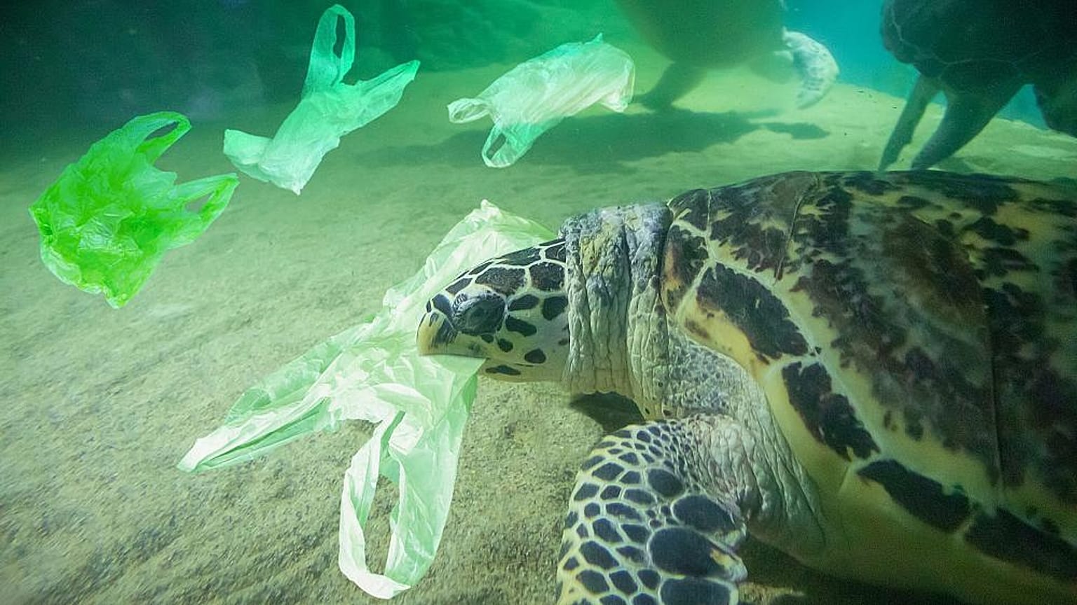 Plastik atıklar deniz canlılarını tehdit ediyor