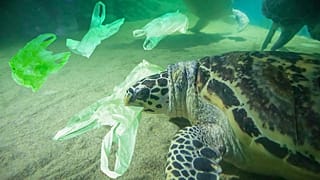 Plastik atıklar deniz canlılarını tehdit ediyor