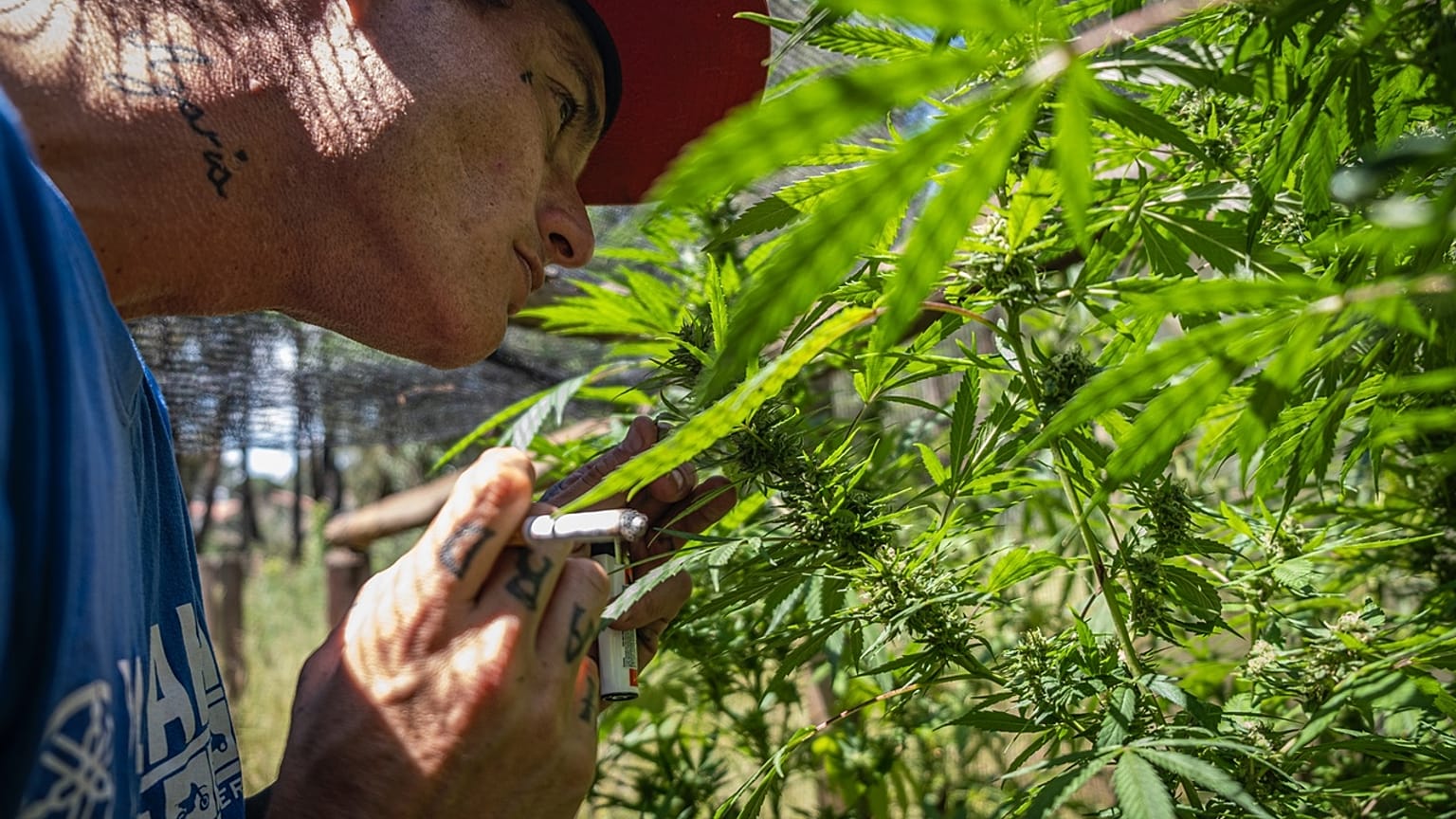 Marijuana