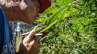Marijuana