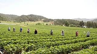 son dakika