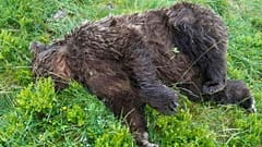 France, bear