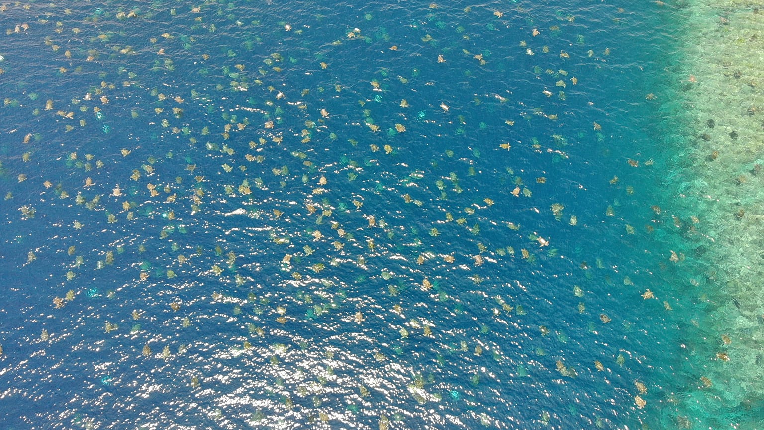  Great Barrier Reef Foundation/Queensland Government via Storyful