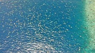  Great Barrier Reef Foundation/Queensland Government via Storyful