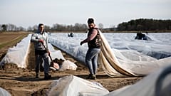 Auch wenn die Spargelernte vorbei ist, brauchen die deutschen Landwirte ausländische Arbeiter
