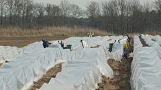 Alemania necesita jornaleros para recoger la cosecha.