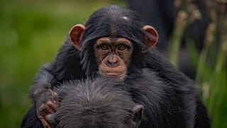 Chester Zoo has been allowed to reopen.