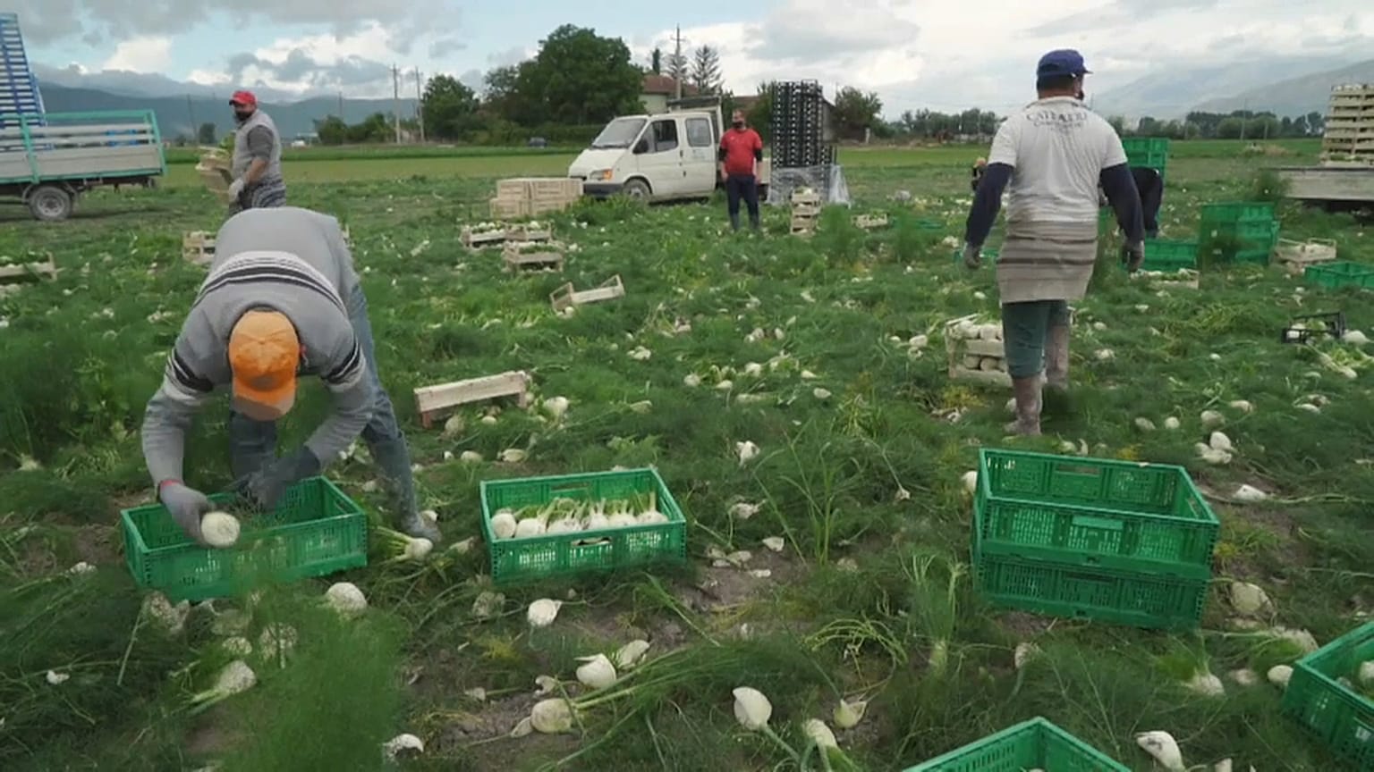 Fennel Harvest in Avezzano, Italy