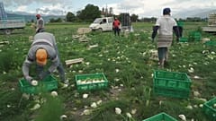 Fennel Harvest in Avezzano, Italy