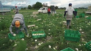 Fennel Harvest in Avezzano, Italy
