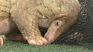 Morcegos, pangolins e humanos: a viagem do coronavírus que ainda não terminou
