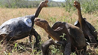 Üreme programı sona eren dev kaplumbağalar 40 yıl aradan sonra Galapagos Adaları'ndaki ana vatanlarına döndü
