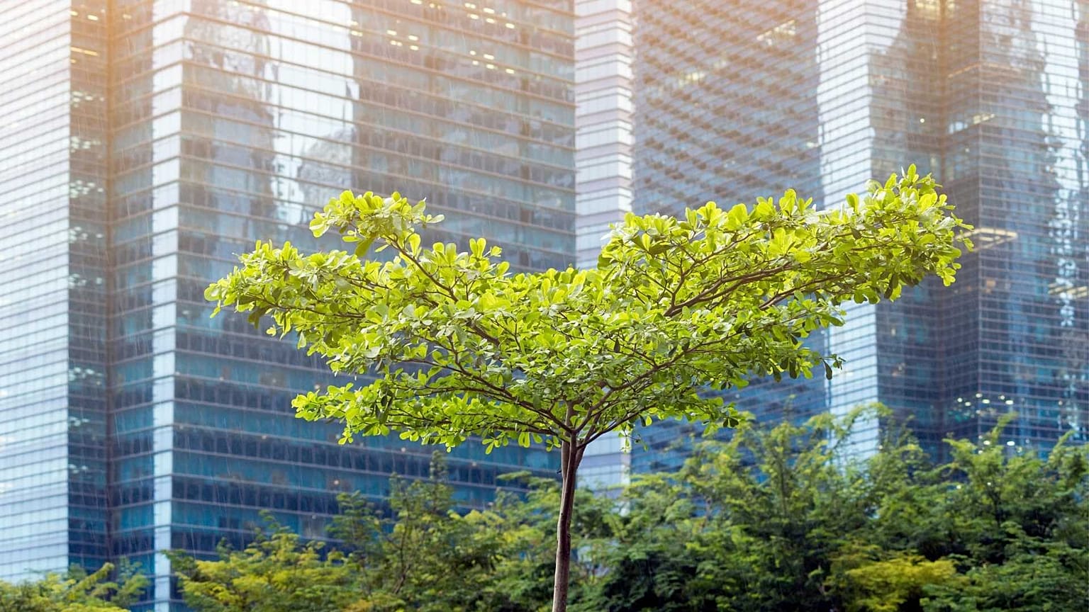 Urban green spaces are key to people's physical and mental health. 