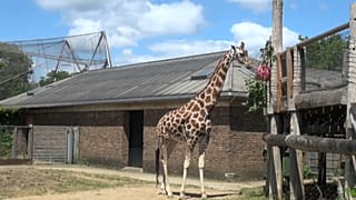 London Zoo, one of the UK’s top tourist attraction, has reopened after a three-month lockdown.
