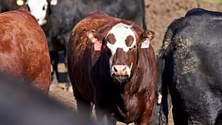Drámai felfordulás az élelmiszerpiacon a koronavírus-járvány miatt
