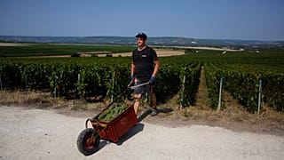 Сбор урожая во Франции