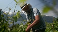Már kicsit túl meleg van a borszőlőnek Norvégiában