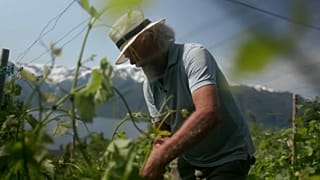 Αμπέλια στη Νορβηγία έφερε η κλιματική αλλαγή 