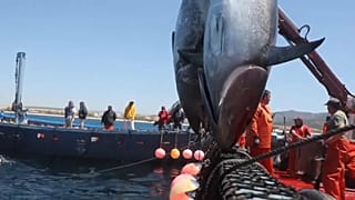 Pesca de atunes en la Almadraba