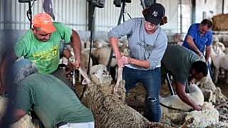 Trocar o campo de futebol pela tosquia