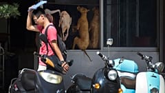 نمایشگاه سالانه گوشت سگ در چین برغم نگرانی‌ فعالان حقوق حیوانات افتتاح شد 