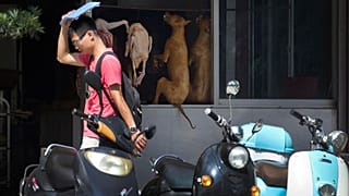 نمایشگاه سالانه گوشت سگ در چین برغم نگرانی فعالان حقوق حیوانات افتتاح شد