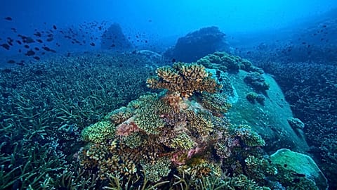 Seafloor