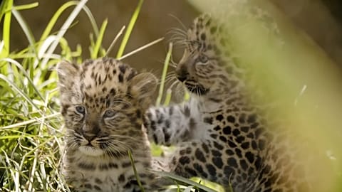 Selten und süß: Amurleopardenbabys im Zoo von San Diego