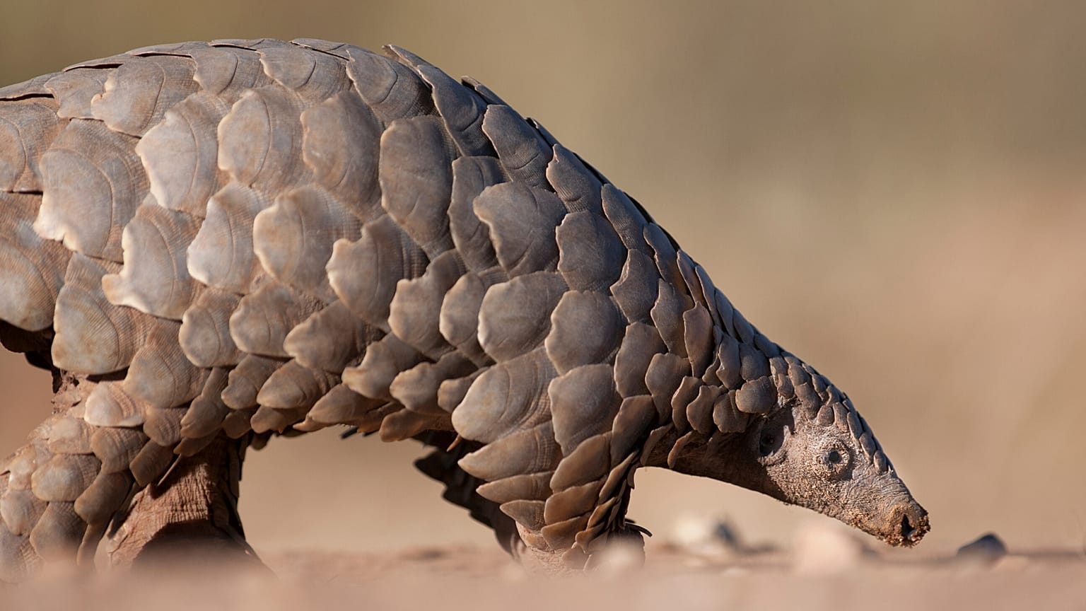 Pangolin in the wild