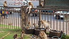 Une ville de Thaïlande envahie par les macaques contre-attaque