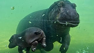 Nilpferd-Baby Gloria mit Mutter im Außenbecken