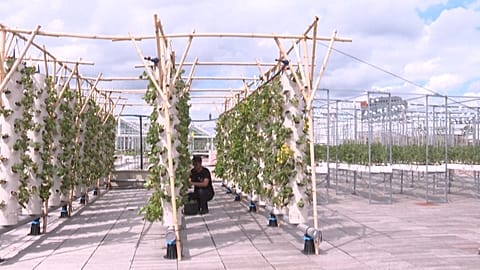 This rooftop garden in Paris could be the future of food production