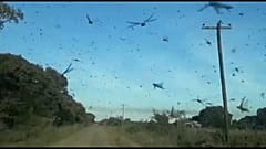 Plaga de langostas en Argentina