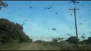 Plaga de langostas en Argentina