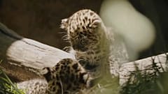 Wilde Affen, flauschige Amur-Leoparden und Nilpferd Gloria