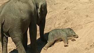 بچه فیل ۱۰۰ کیلویی به جمع فیلهای باغوحش کلن اضافه شد