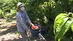 "Красный Крест" помогает сбору фруктов