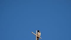 Un pájaro sobre  la cruz del Santo Seplucro en Jerusalén