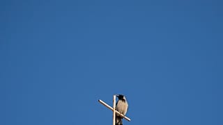 Un pájaro sobre la cruz del Santo Seplucro en Jerusalén
