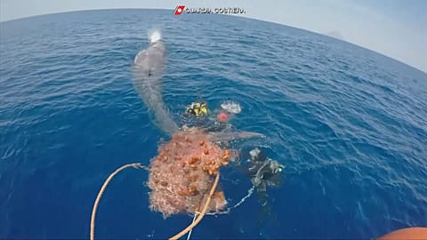 İtalya'da 10 metre uzunluğundaki balina takıldığı balık ağından kurtarıldı