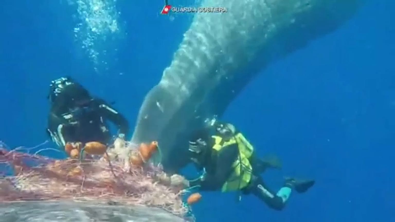 Pris dans des filets, un jeune cachalot sauvé au large de la Sicile