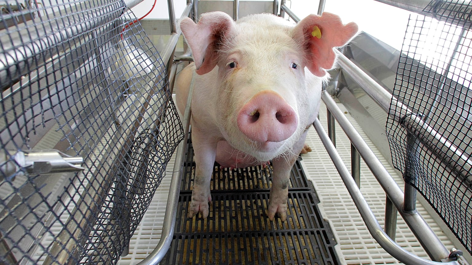 Archives : un élevage de porcs aux Etats-Unis, le 11 août 2012