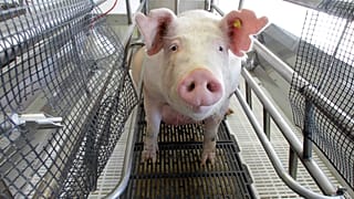 Archives : un élevage de porcs aux Etats-Unis, le 11 août 2012