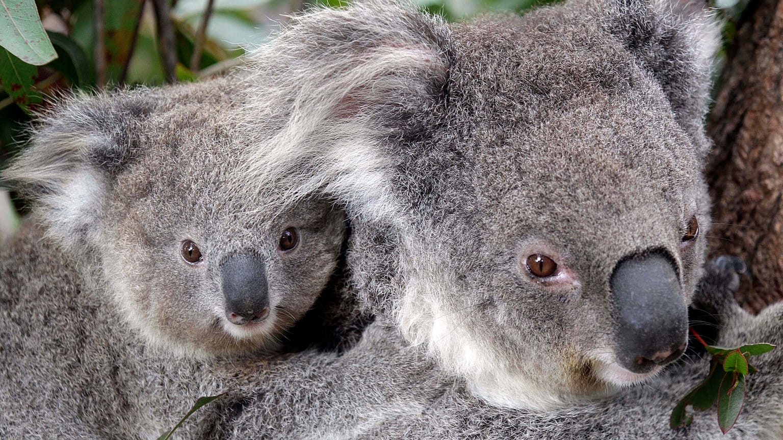 Koalák egy állatkertben Sydney-ben