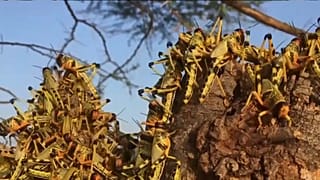 Locusts in Kenya threaten to cut off food supplies