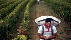 Francia szőlőföldön dolgozó munkás