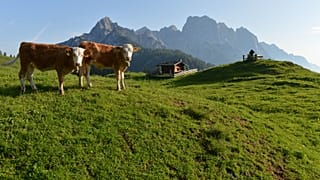 "Kuh-Urteil": Österreichische Landwirte machen Almen dicht