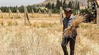 موسم قمح جيد في سوريا يحيي الأمل بالقدرة على مواجهة شبح الجوع