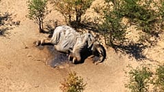 Toter Elefant in Botswana