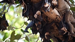 Virus della rabbia ad Arezzo: quando il "salto di specie" avviene a casa